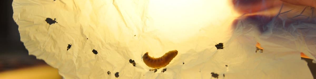 Saliva da traça-da-cera destrói sacos de plástico em apenas algumas horas