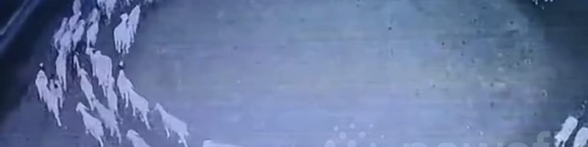 Bizarro: Ovelhas na Mongólia andam em círculos há 12 dias e ninguém sabe porquê