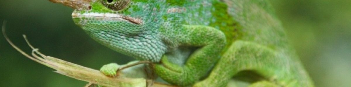 openSUSE Leap 15 já está disponível para download! Conheça as novidades