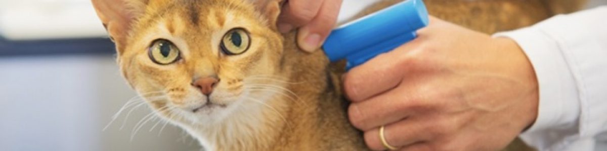 Portugal: Gatos vão ser obrigados a ter chip até 2021