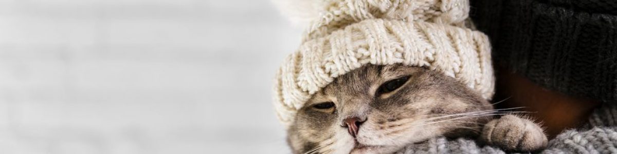 Os melhores produtos tecnológicos para… o seu gato!