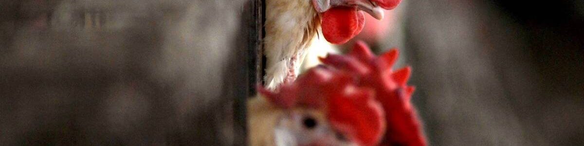 Detetado o primeiro caso de gripe aviária H10N3 em humanos