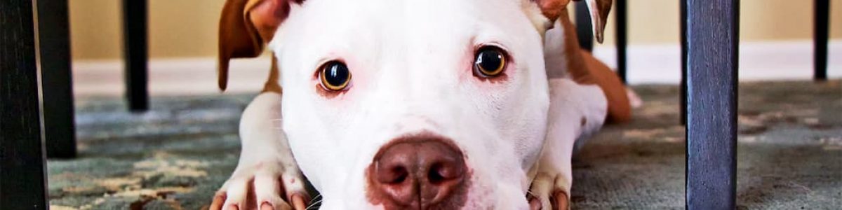 Cães stressados ou com medo? A culpa pode ser do microondas