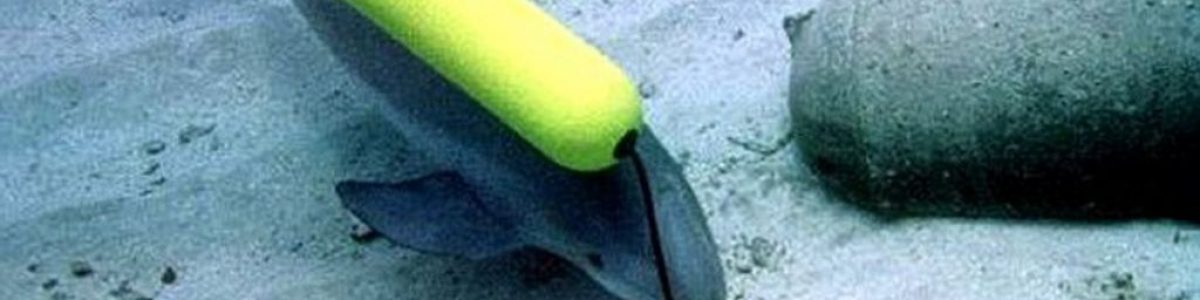 Golfinhos militares foram usados pela Rússia na guerra contra a Ucrânia