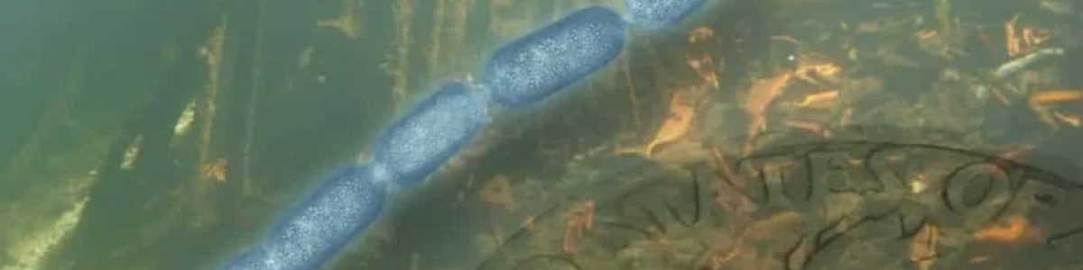 Descoberta a maior bactéria do mundo em pântano nas Caraíbas